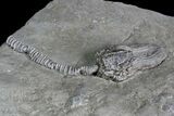 Crinoid (Platycrinites) Fossil - Crawfordsville, Indiana #92760-2
